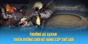 Tham gia giải trí với trường gà Savan siêu kich tính